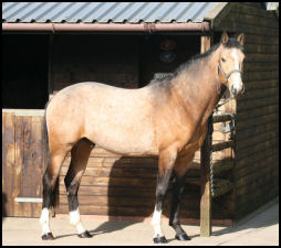 Blacklaw Pelorus buckskin sporthorse